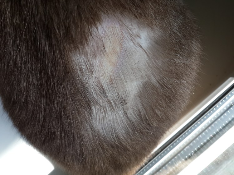 Самые опасные болезни для кошек