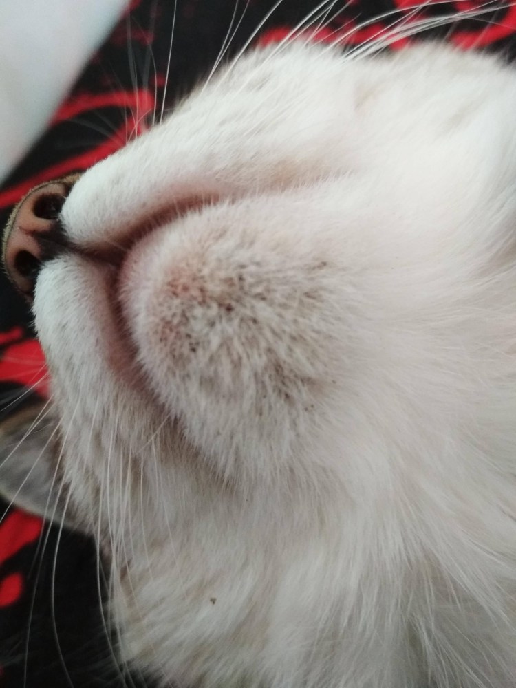 Кошка на окне