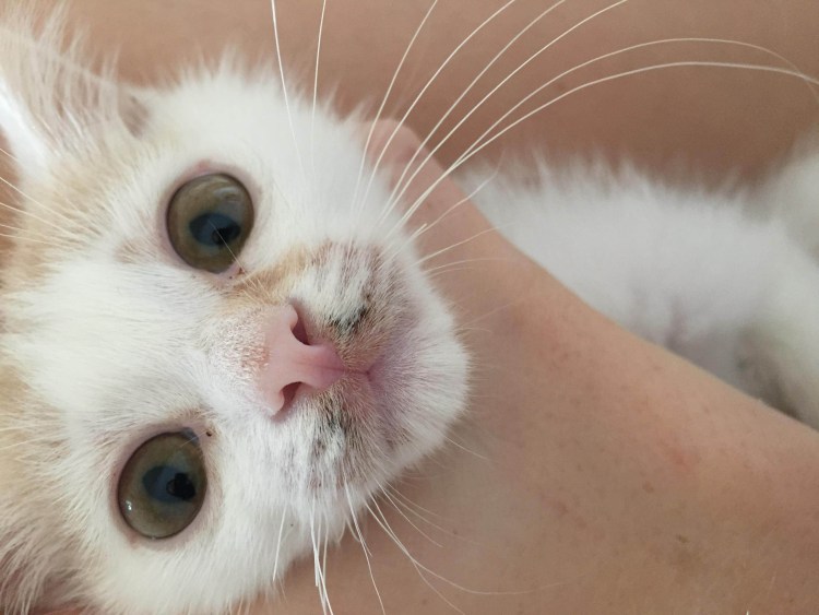 Отрубевидный лишай у кошек