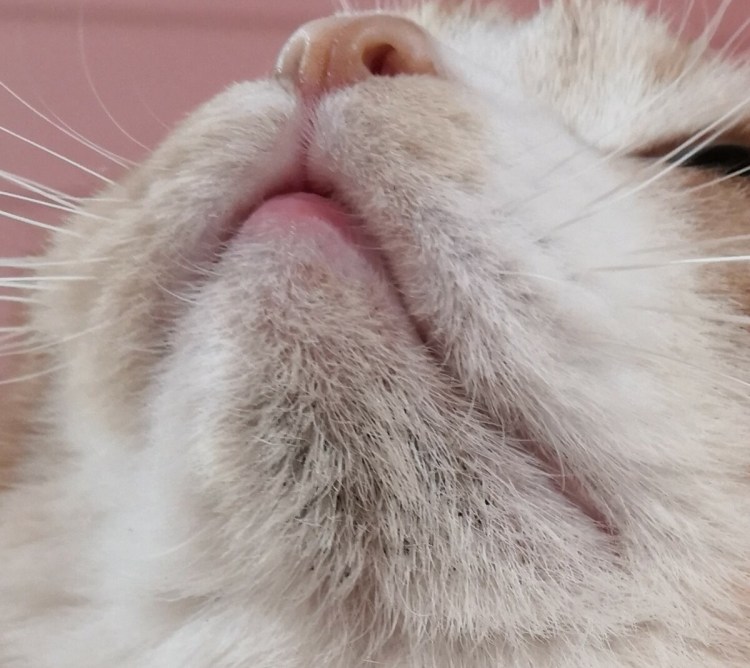 Лишай у кошки на подбородке