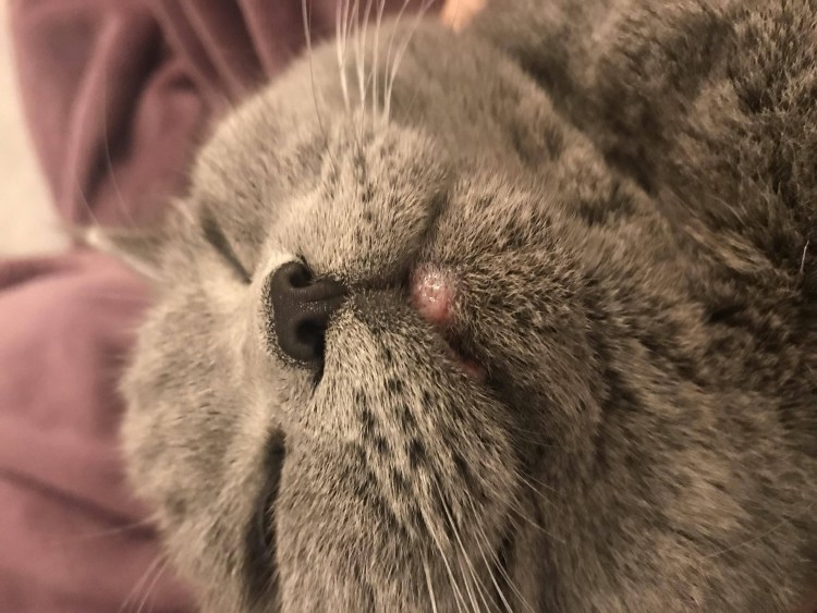 Кошачий стригущий лишай