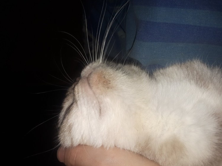 Черные точки на подбородке у кошки