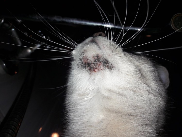 Хейлетиеллез (отрубевидная чесотка)