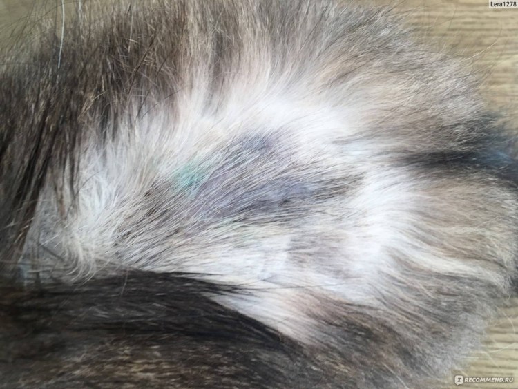 Кошачий лишай микроспория