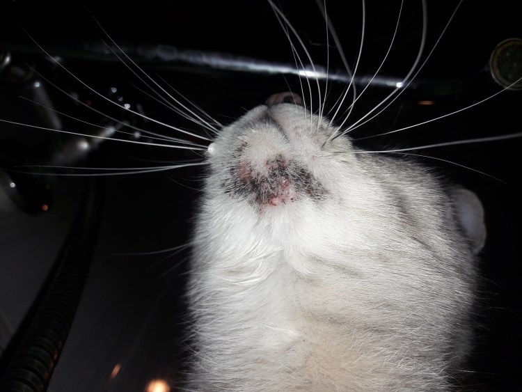 Шишка на подбородке у кошки