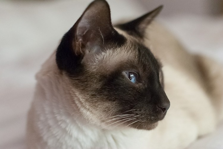 Сиамская пушистая кошка Балинезийская