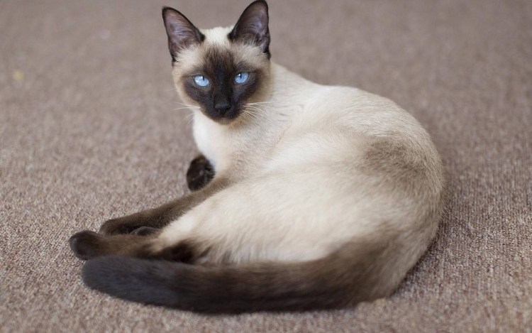 Сиамская кошка