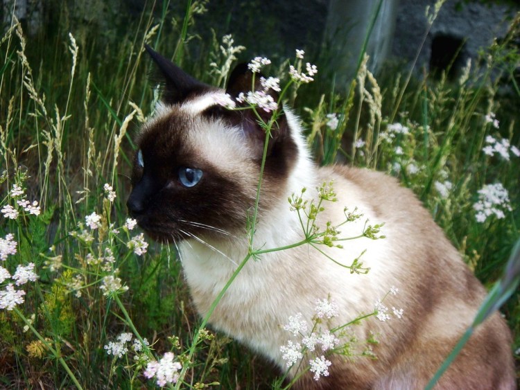 Балинезийская Рэгдолл