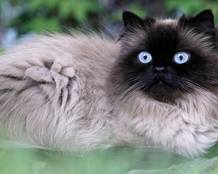 Балинезийская маскарадная кошка