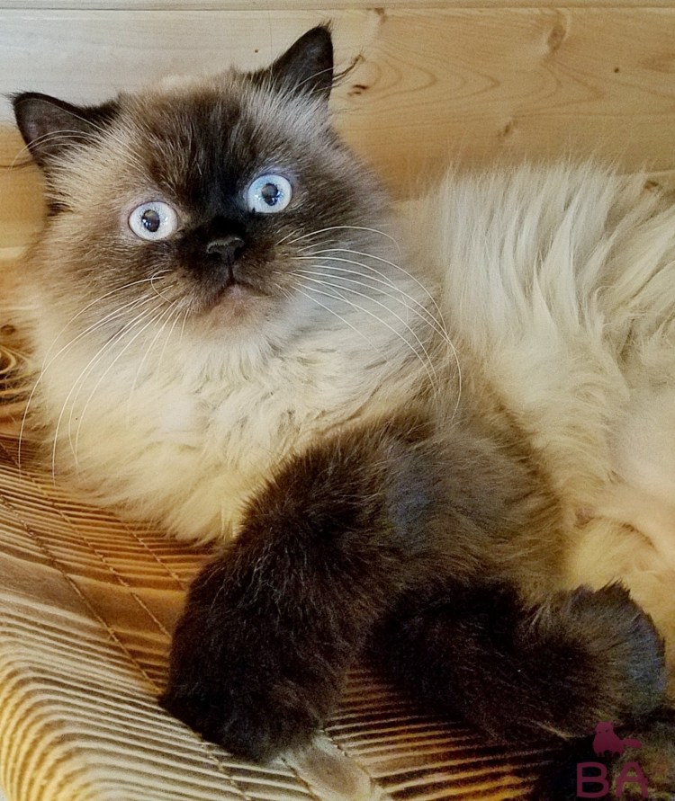 Гималайский колор Пойнт