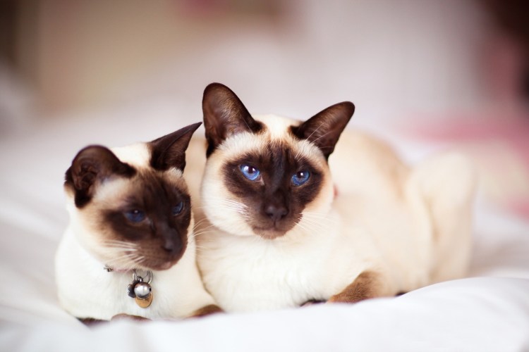 Сиамская кошка ФАС фото высокого качества