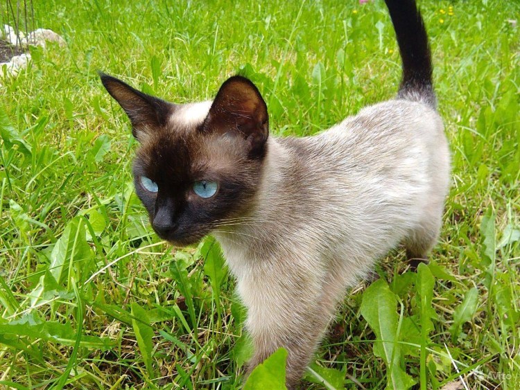 Балинезийская (Балинез, балийская)