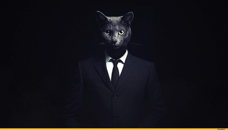 Приемлемо кот оригинал