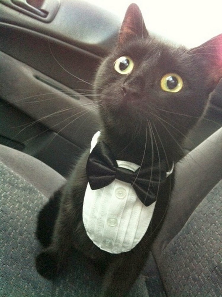 Кот в деловом костюме