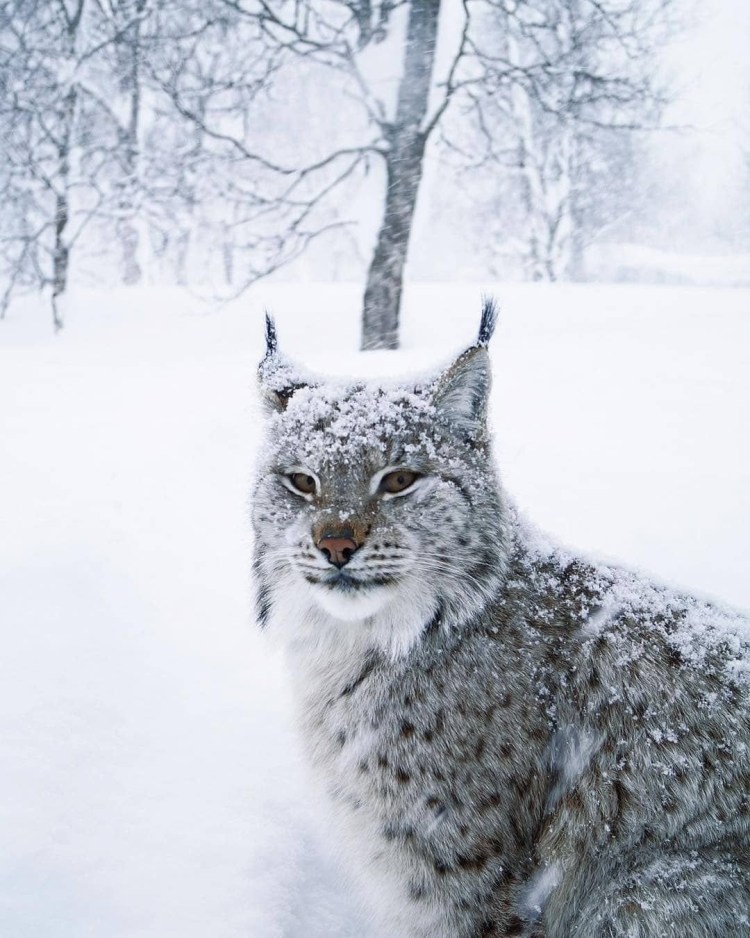 Норвежская Рысь