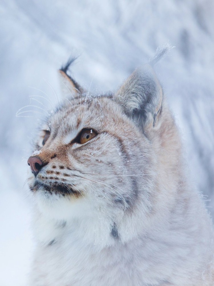 Рысь в тундре