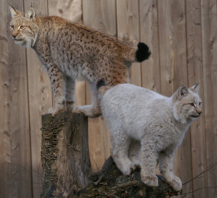 Рысь Рысиха рысенок