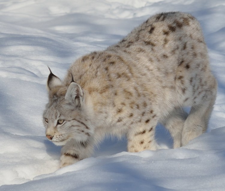 Сибирская Рысь Байкал