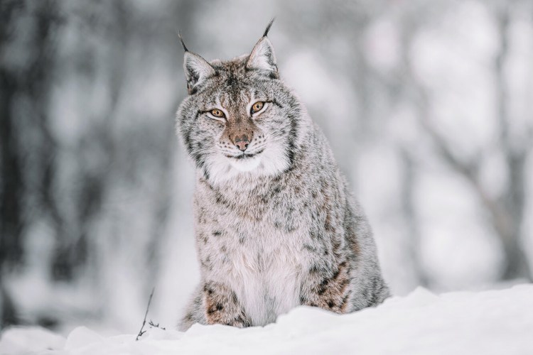 Белая Рысь альбинос