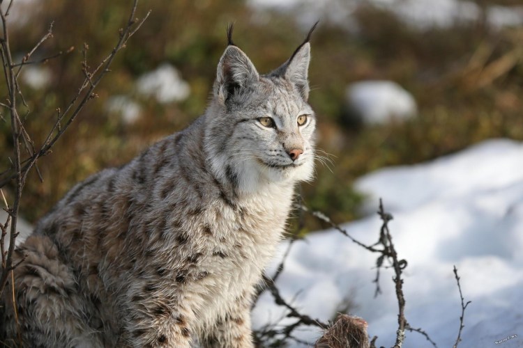 Рысь в тундре