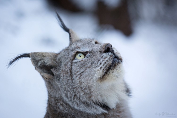 Грустная Рысь