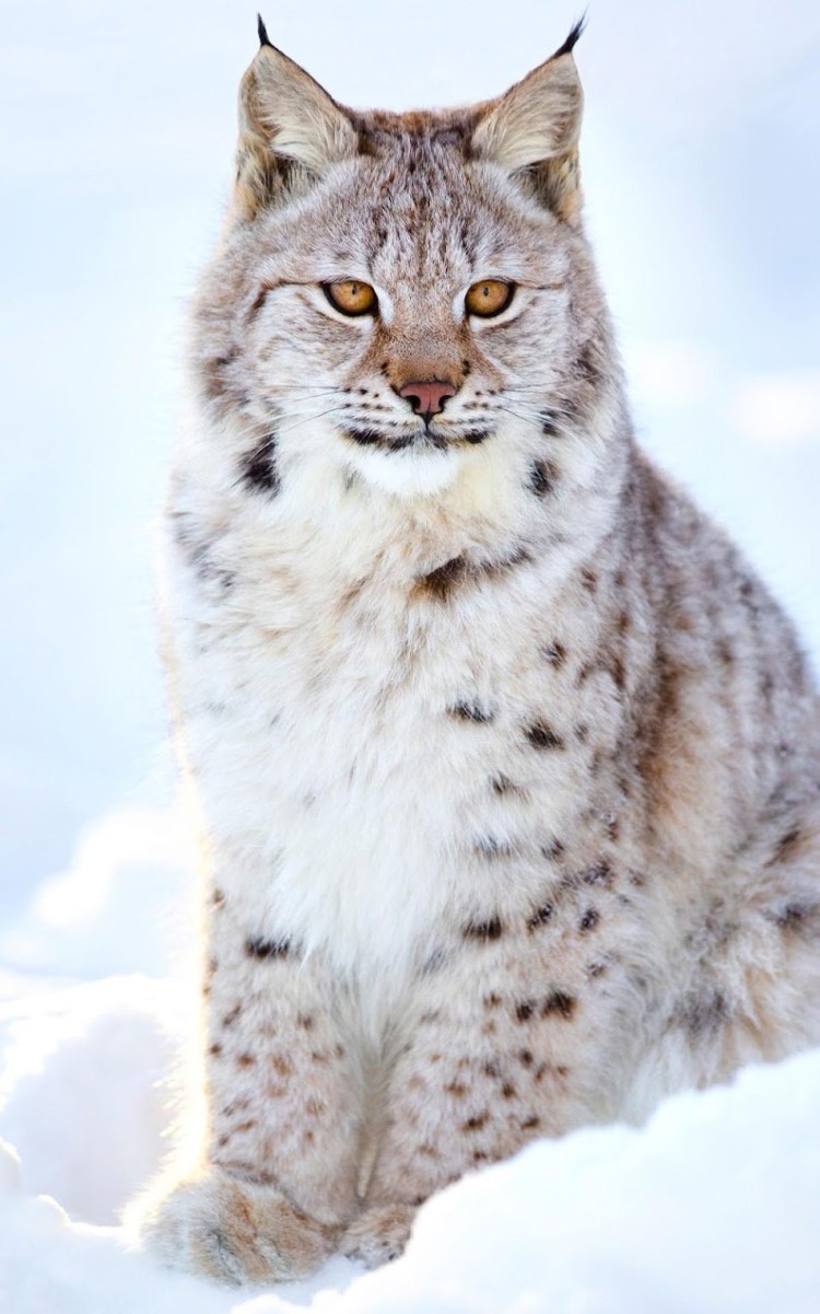 Канадская Рысь