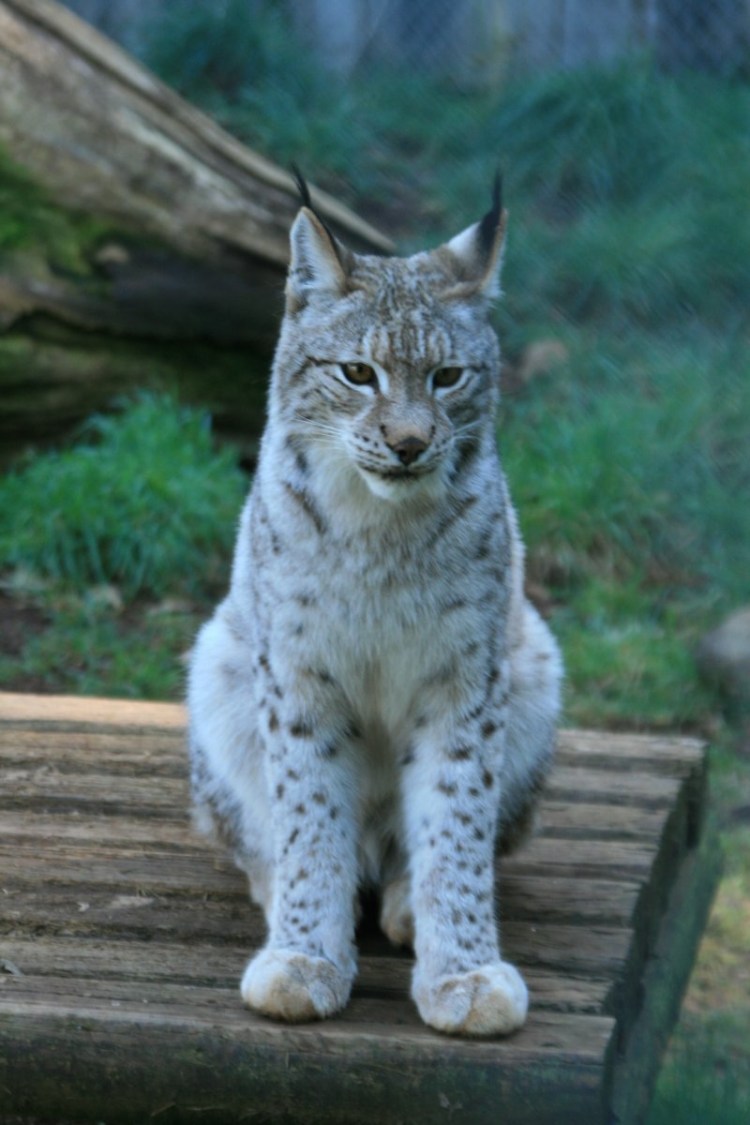 Рысь обыкновенная зимой