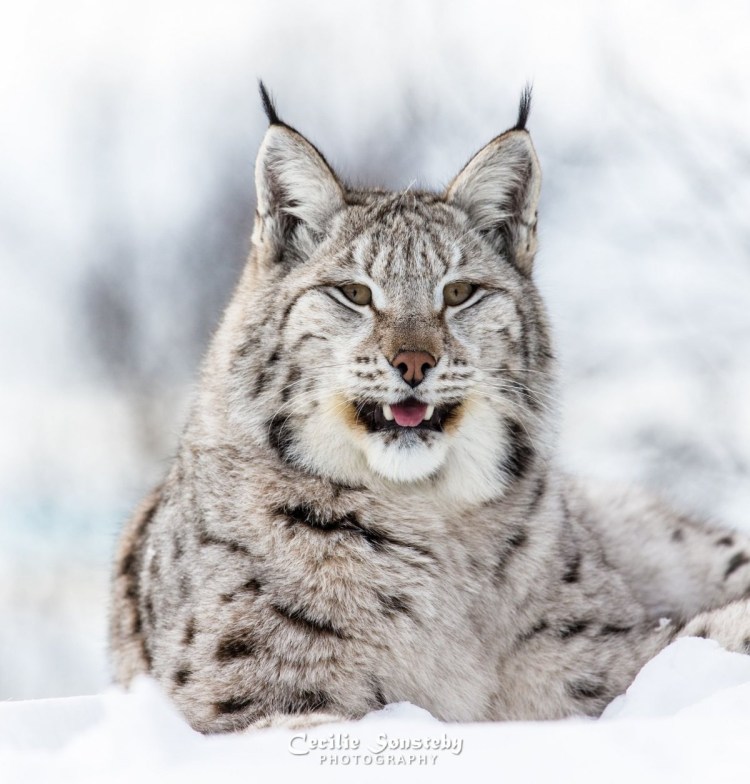 Белоснежная Рысь