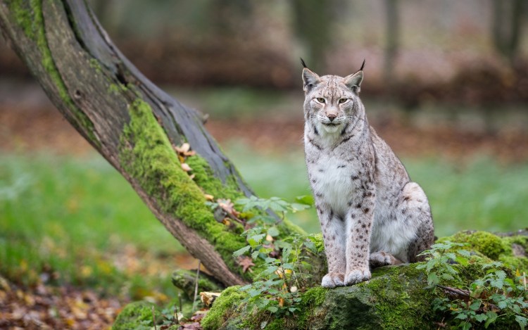 Гималайская Рысь
