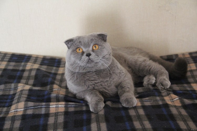 Скоттиш-фолд Шотландская