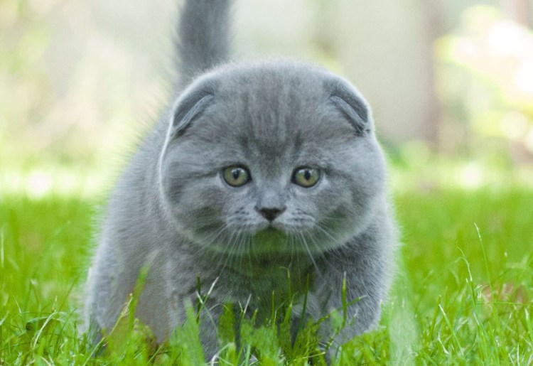 Шотландский вислоухий кот