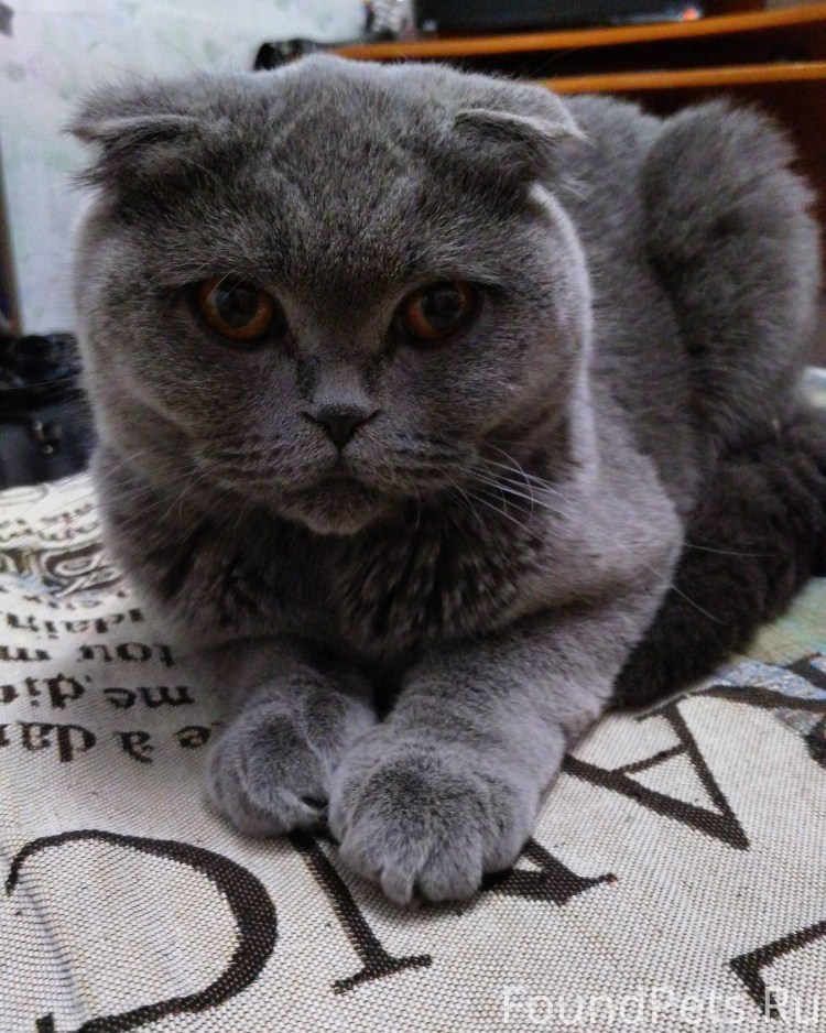 Шотландский вислоухий кот скоттиш фолд