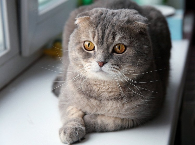 Шотландский кот скоттиш фолд