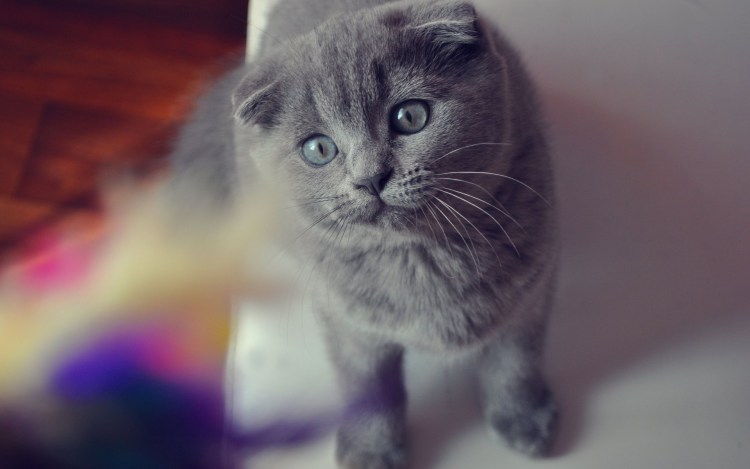 Британская вислоухая кошка