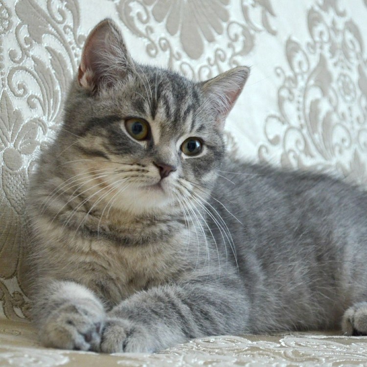 Фото котят шотландских прямоухих полосатых