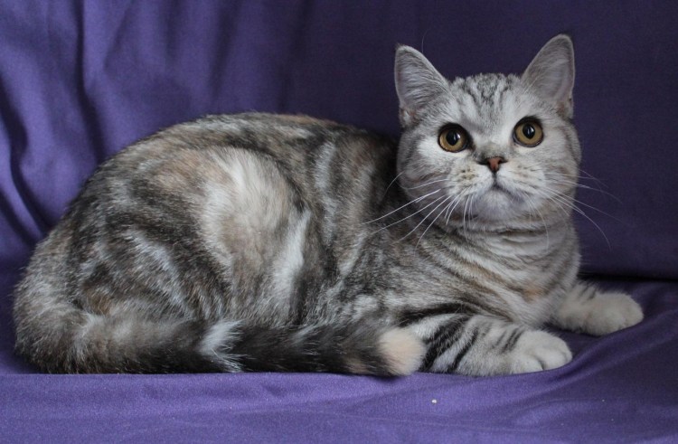 Британская кошка вискас