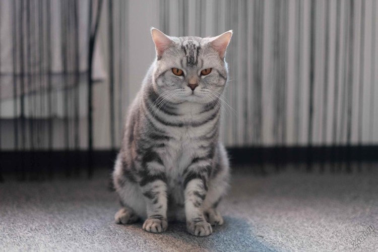 Кот шотландец прямоухий полосатый