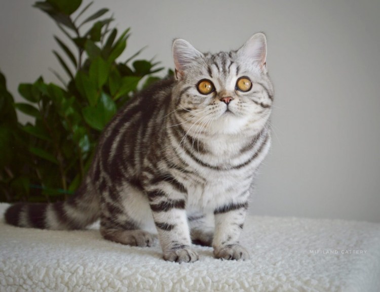 Шотландский кот скоттиш страйт