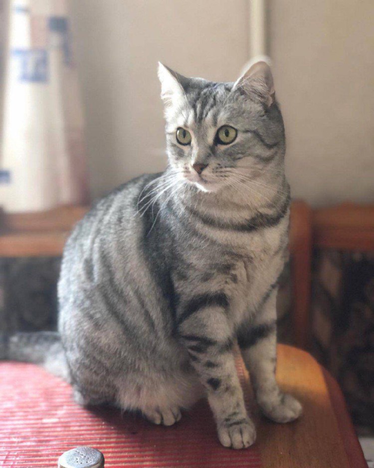 Короткошерстный британец окрас бежевый табби