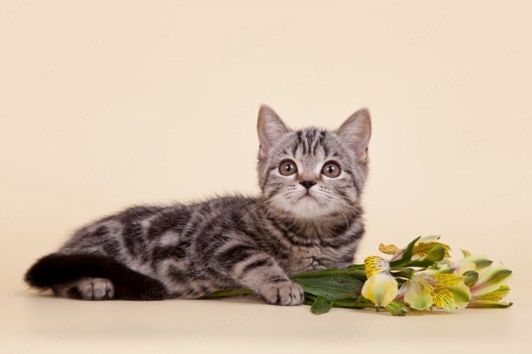 Шотландский скотчштрайд