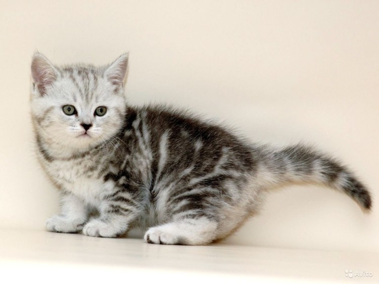 Шотландский Браун табби