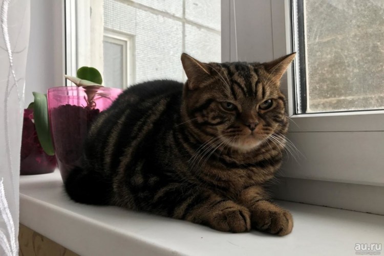 Шотландский скотишройт серый