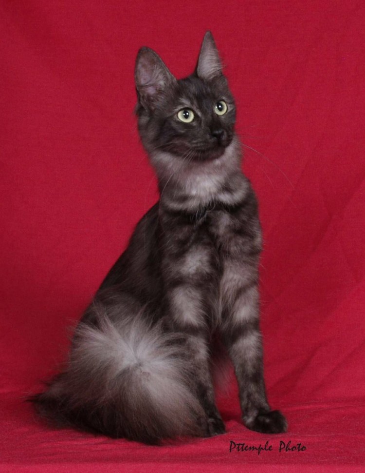 Турецкая ангорская черная кошка