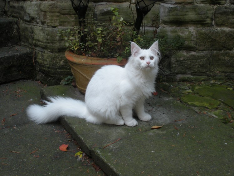 Турецкая ангора Манчкин