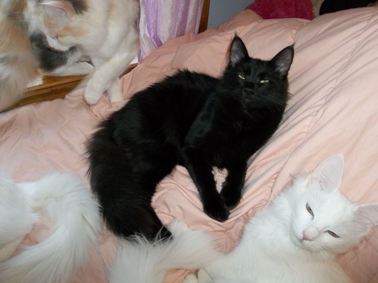 Турецкая ангорская черная кошка