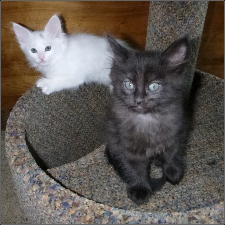 Турецкая ангора кошка черная с белым