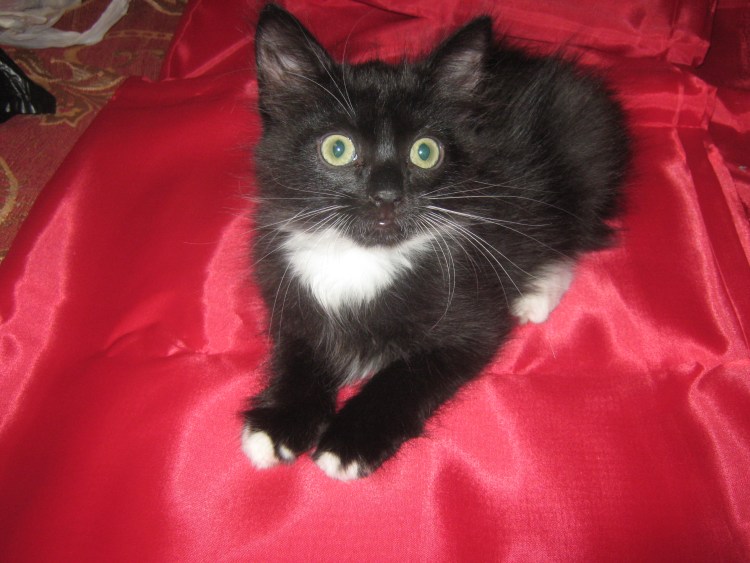 Турецкая ангора кошка черно белая