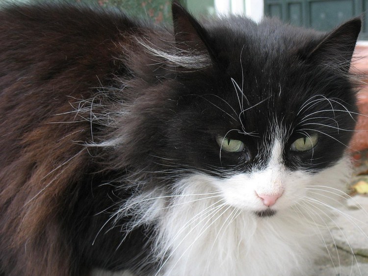 Турецкая Ангара черная