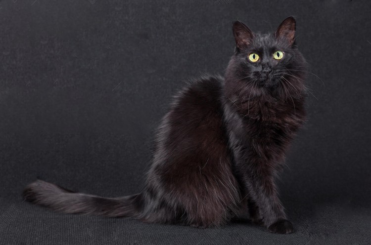 Турецкая ангора кот черный