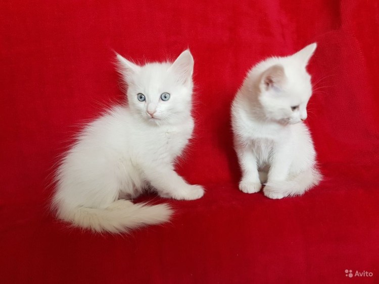 Турецкая ангора кот черный